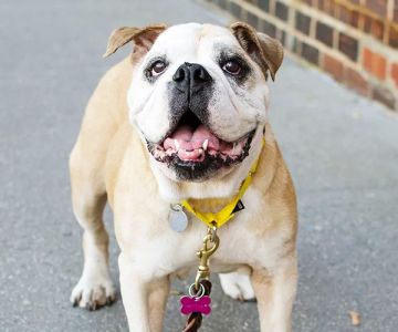 Dog Health Management Guide