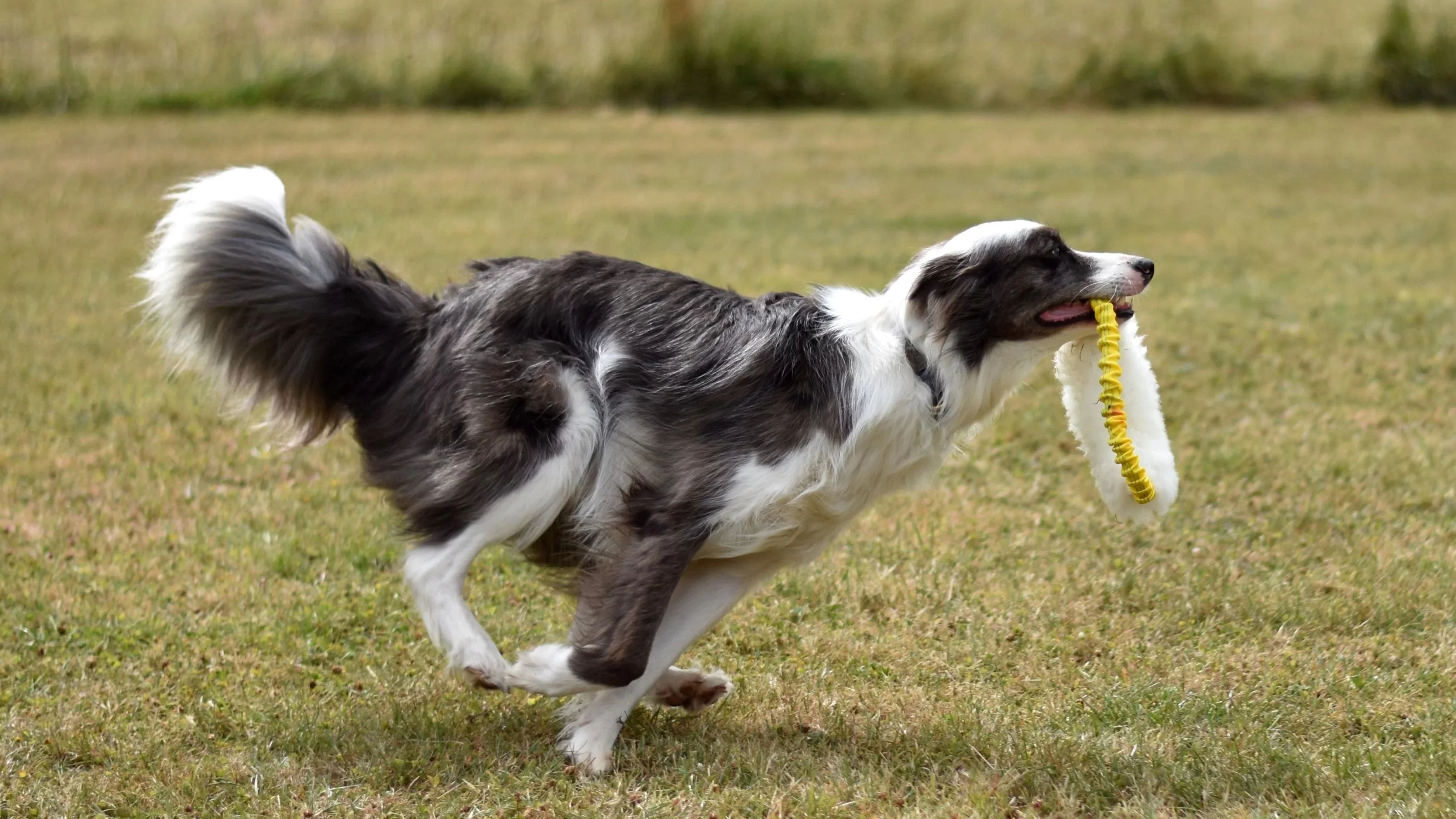 How to Teach Your Dog to Fetch