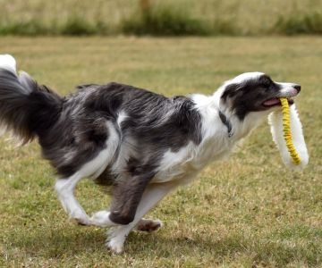 How to Teach Your Dog to Fetch