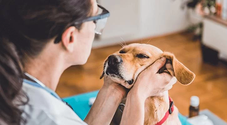 Where to Get Pet Wellness Exams in Boston: A Comprehensive Guide for Pet Owners