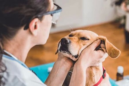 Where to Get Pet Wellness Exams in Boston: A Comprehensive Guide for Pet Owners