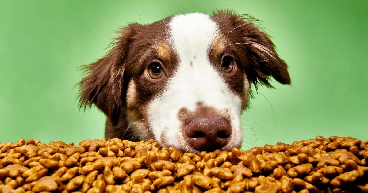 Affordable Dog Food for All Breeds: Finding the Right Balance for Your Pet