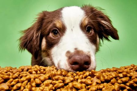 Affordable Dog Food for All Breeds: Finding the Right Balance for Your Pet