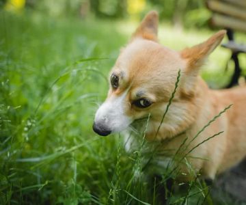Why Does My Dog Love to Eat Grass? Understanding Your Pet's Behavior