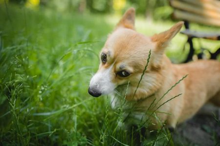 Why Does My Dog Love to Eat Grass? Understanding Your Pet's Behavior