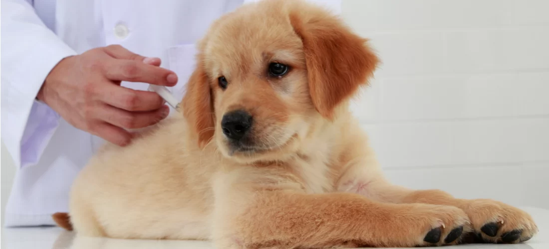 Dog Vaccination Programs: Ensuring Your Pet's Health and Safety