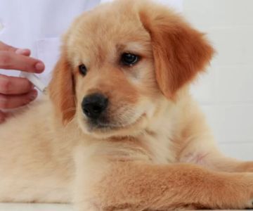 Dog Vaccination Programs: Ensuring Your Pet's Health and Safety