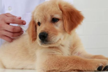 Dog Vaccination Programs: Ensuring Your Pet's Health and Safety