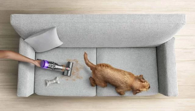 Pet Allergies to Household Items: How to Protect Your Furry Friends