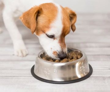 Best Pet Food for Dogs with Allergies: A Guide to Choosing the Right Diet for Your Pup