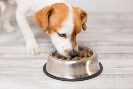 Best Pet Food for Dogs with Allergies: A Guide to Choosing the Right Diet for Your Pup