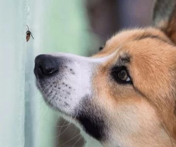 How to Treat Your Pet’s Allergic Reactions: A Complete Guide for Pet Owners