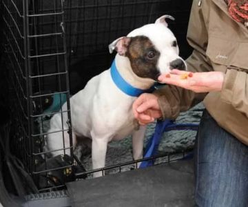 How to Help My Dog with Motion Sickness: Tips and Solutions for a Comfortable Journey