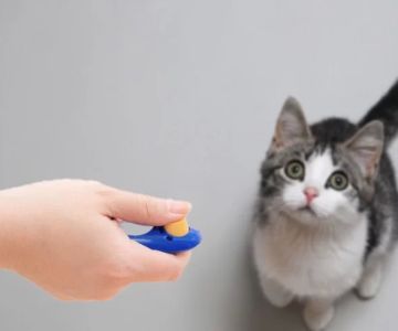Cat Training and Obedience: Effective Methods for Teaching Your Feline Friend