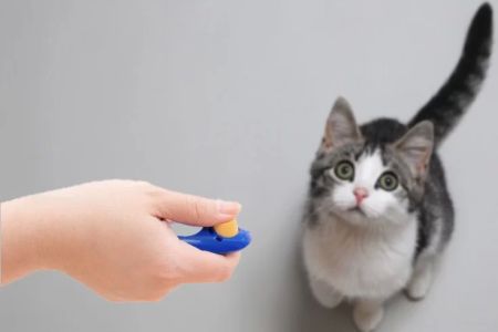 Cat Training and Obedience: Effective Methods for Teaching Your Feline Friend