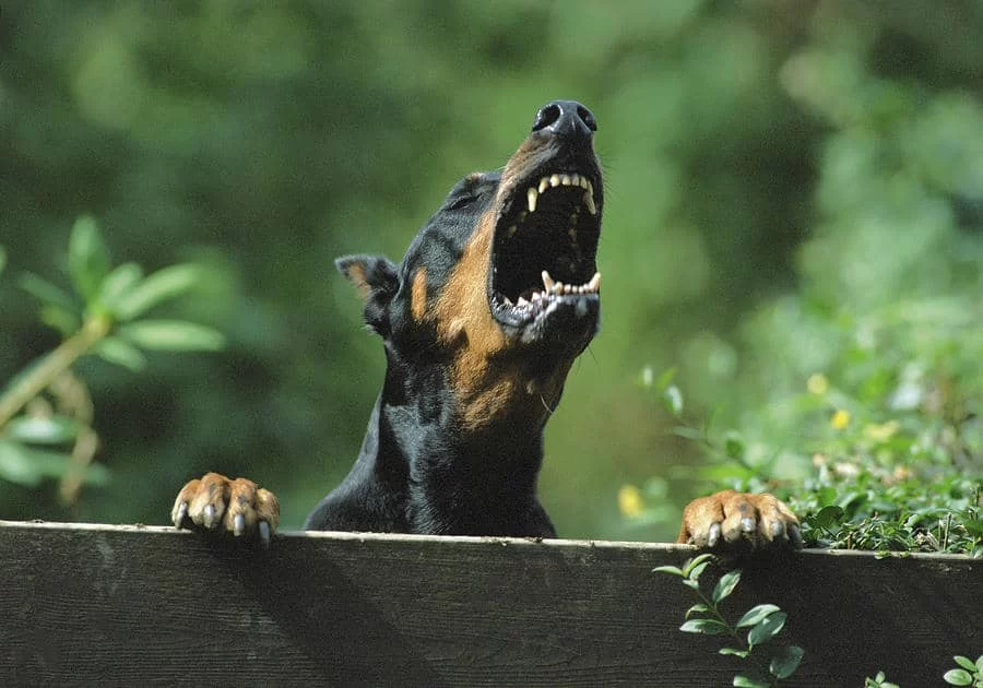 Dog Behavior Problems and Solutions: How to Handle Common Issues