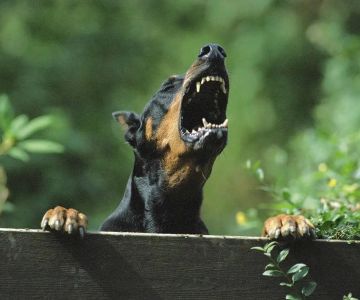 Dog Behavior Problems and Solutions: How to Handle Common Issues