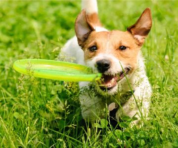 How to Teach Your Dog to Fetch: A Step-by-Step Guide for Fun and Effective Training