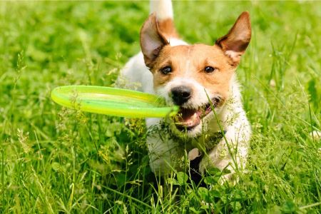 How to Teach Your Dog to Fetch: A Step-by-Step Guide for Fun and Effective Training