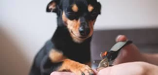 How to Keep My Pet’s Nails Trimmed: A Complete Guide for Pet Owners