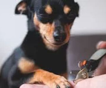 How to Keep My Pet’s Nails Trimmed: A Complete Guide for Pet Owners