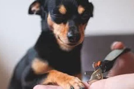 How to Keep My Pet’s Nails Trimmed: A Complete Guide for Pet Owners