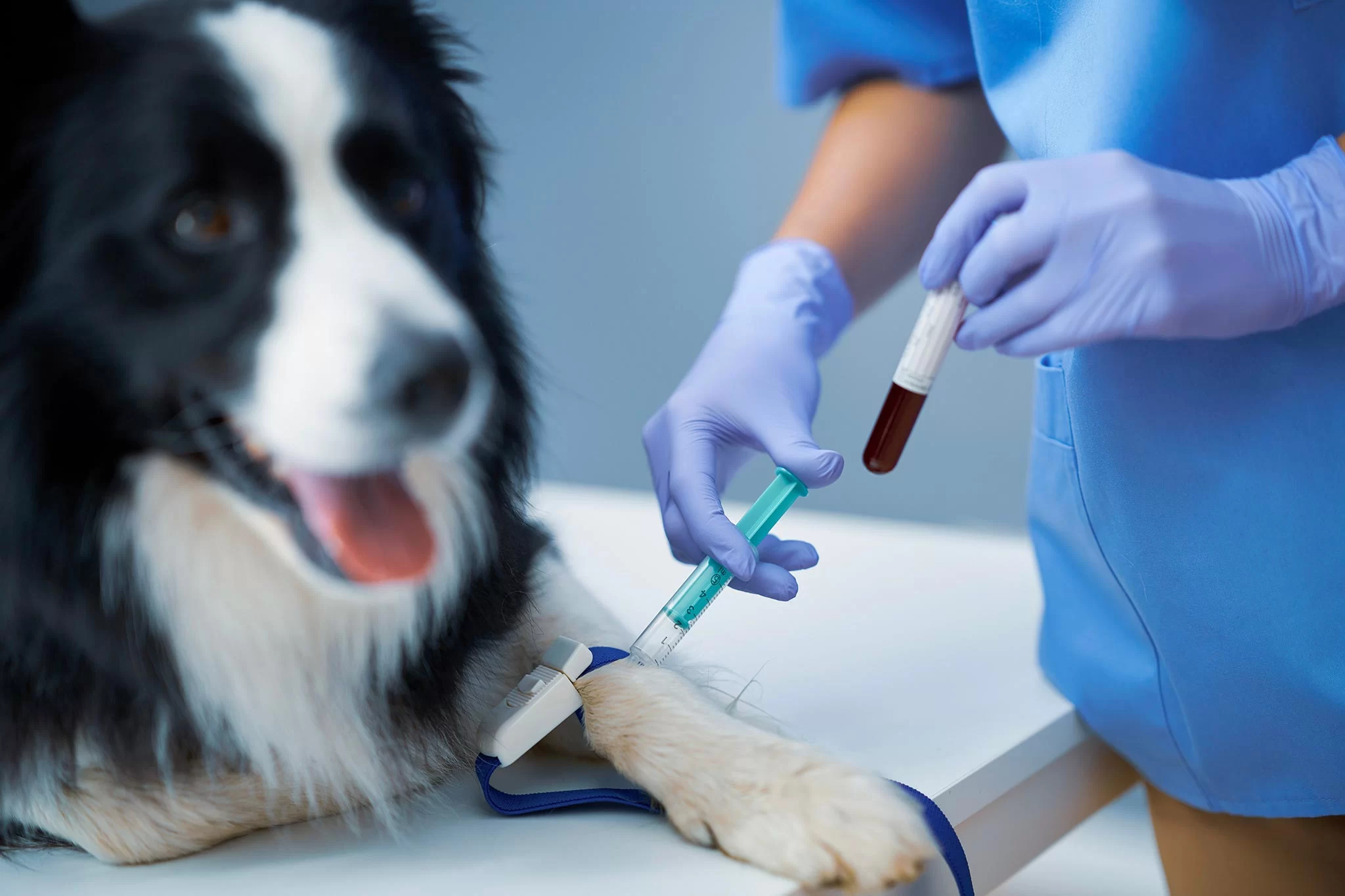 Pet Blood Testing: Why It’s Crucial for Your Pet’s Health