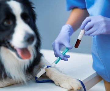 Pet Blood Testing: Why It’s Crucial for Your Pet’s Health