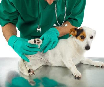 Choosing the Right Veterinary Clinic for Your Pet’s Health and Well-being