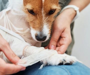 Emergency Pet Services: Ensuring Your Pet's Safety and Health in Critical Situations