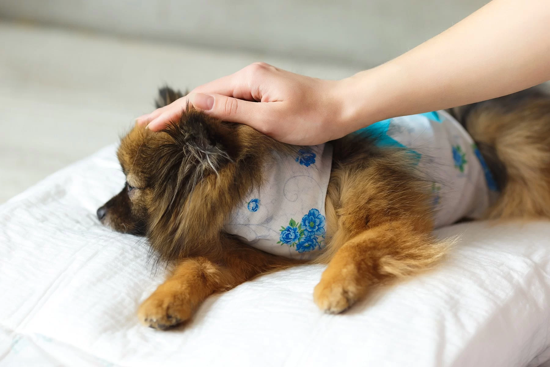 Neuter Surgery Recovery: Complete Guide to Pet Post-Op Care and Healing