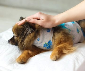 Neuter Surgery Recovery: Complete Guide to Pet Post-Op Care and Healing