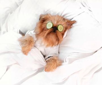 Exploring Holistic Veterinary Treatments for Your Pet's Well-being