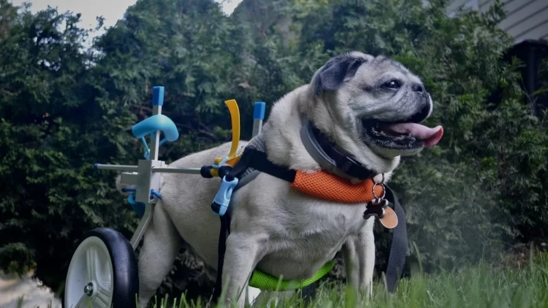 How to Manage Dog Hip Dysplasia Naturally: Effective Solutions for Comfort and Mobility