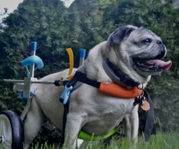 How to Manage Dog Hip Dysplasia Naturally: Effective Solutions for Comfort and Mobility