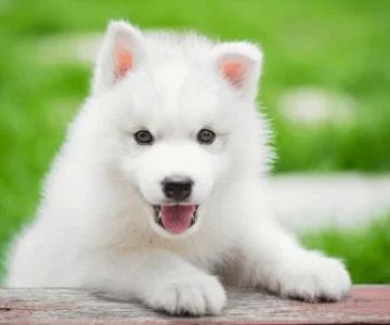Veterinary Treatment for Puppies: Ensuring a Healthy Start for Your New Pup