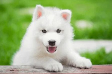 Veterinary Treatment for Puppies: Ensuring a Healthy Start for Your New Pup