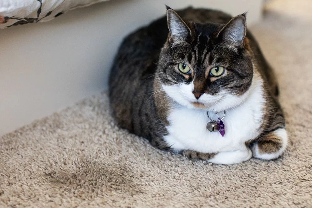 How to Stop My Cat from Peeing Outside the Litter Box: Effective Solutions and Tips