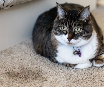 How to Stop My Cat from Peeing Outside the Litter Box: Effective Solutions and Tips