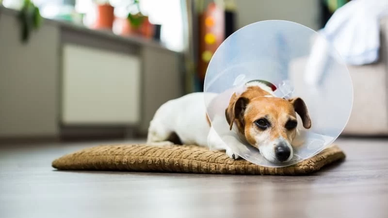 How to Care for Your Pet After Surgery: Essential Recovery Tips for Pets