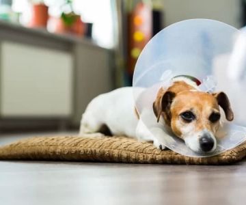 How to Care for Your Pet After Surgery: Essential Recovery Tips for Pets