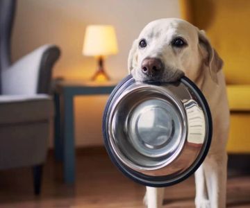 Symptoms of Pet Obesity and How to Prevent It: A Comprehensive Guide to Pet Health