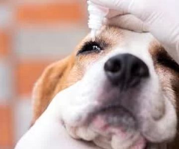 Common Pet Diseases and Conditions Treated by Vets: A Comprehensive Guide
