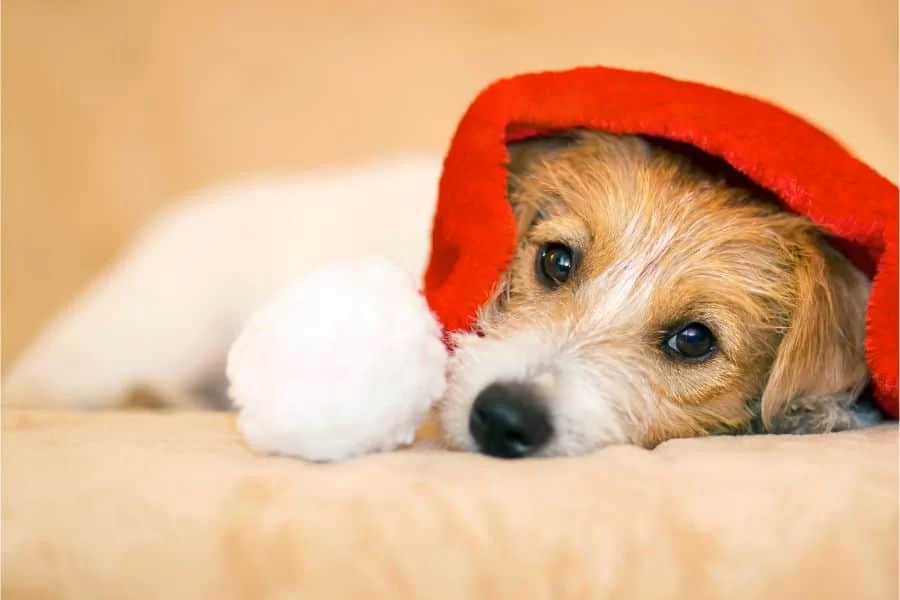 How to Keep Your Pets Safe During the Holidays: Essential Tips for a Stress-Free Season