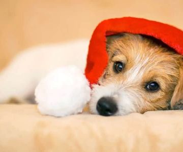 How to Keep Your Pets Safe During the Holidays: Essential Tips for a Stress-Free Season