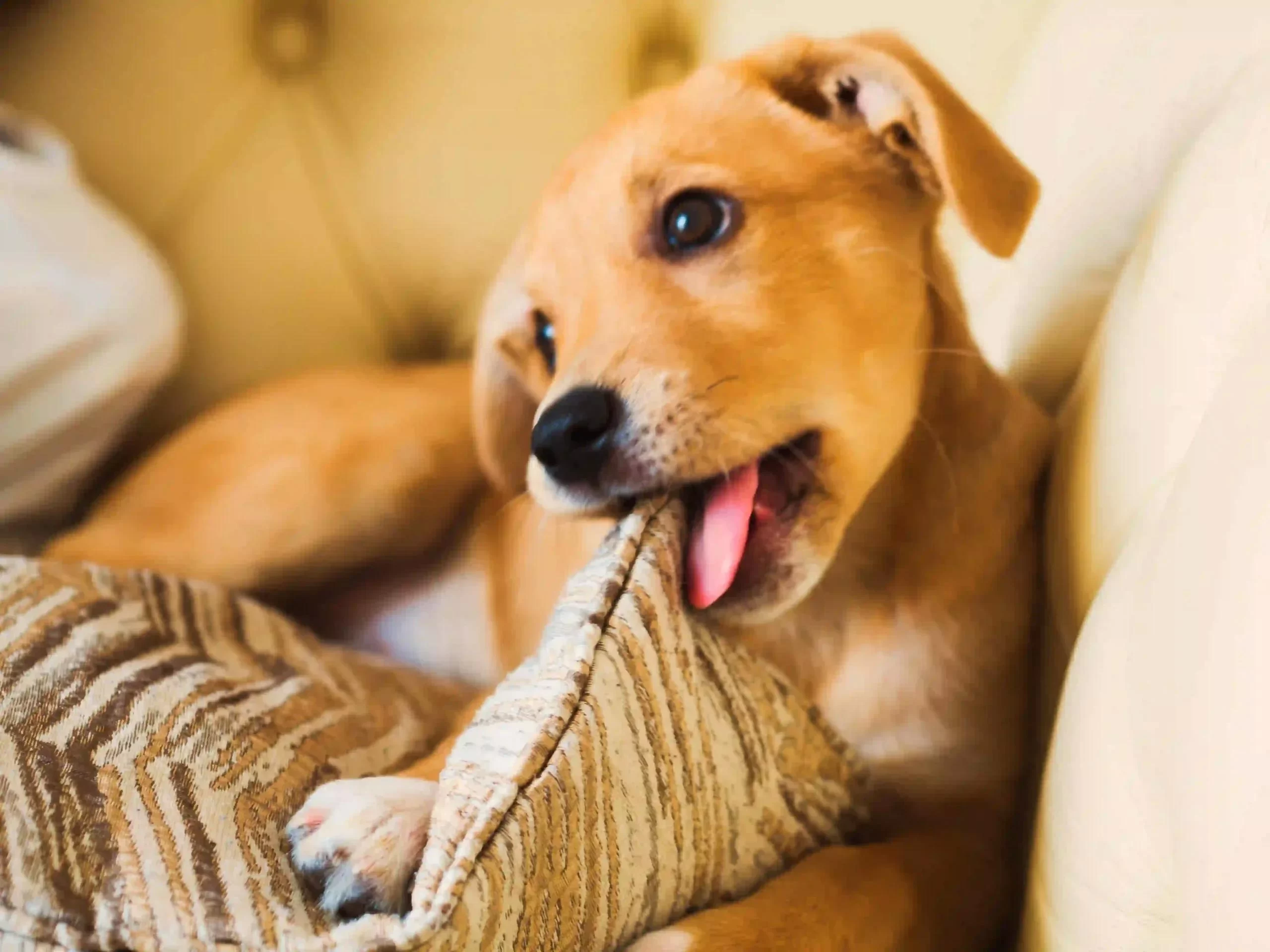 How to Stop Your Pet from Chewing Furniture: Effective Solutions
