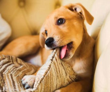 How to Stop Your Pet from Chewing Furniture: Effective Solutions