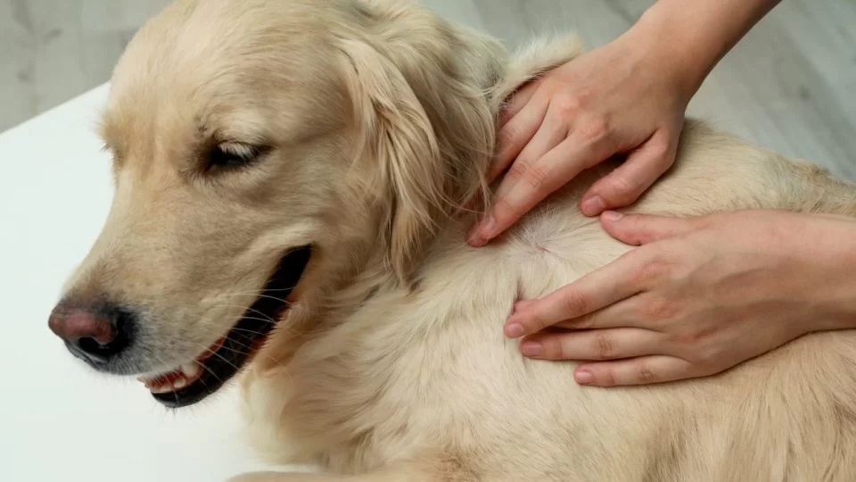 How to Effectively Treat Your Pet’s Fungal Infections