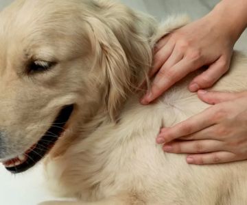 How to Effectively Treat Your Pet’s Fungal Infections