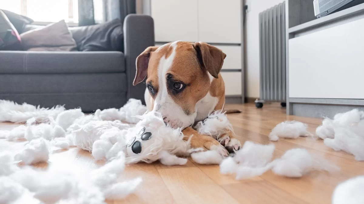 Managing Anxiety and Stress in Pets: Effective Strategies for a Calmer Pet